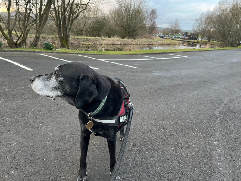 Pointer posing infront of Barden Marina on the Leeds-Liverpool Canal