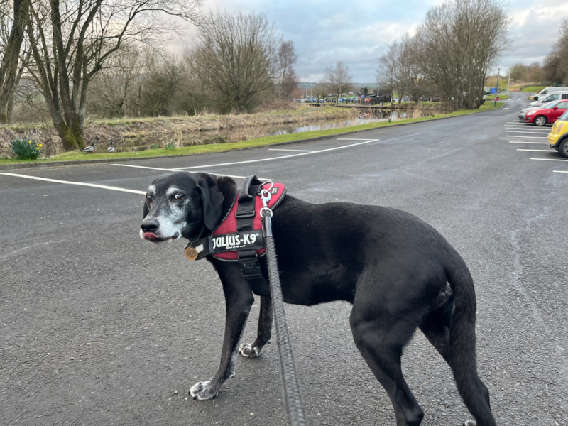 Pointer posing infront of Barden Marina on the Leeds-Liverpool Canal