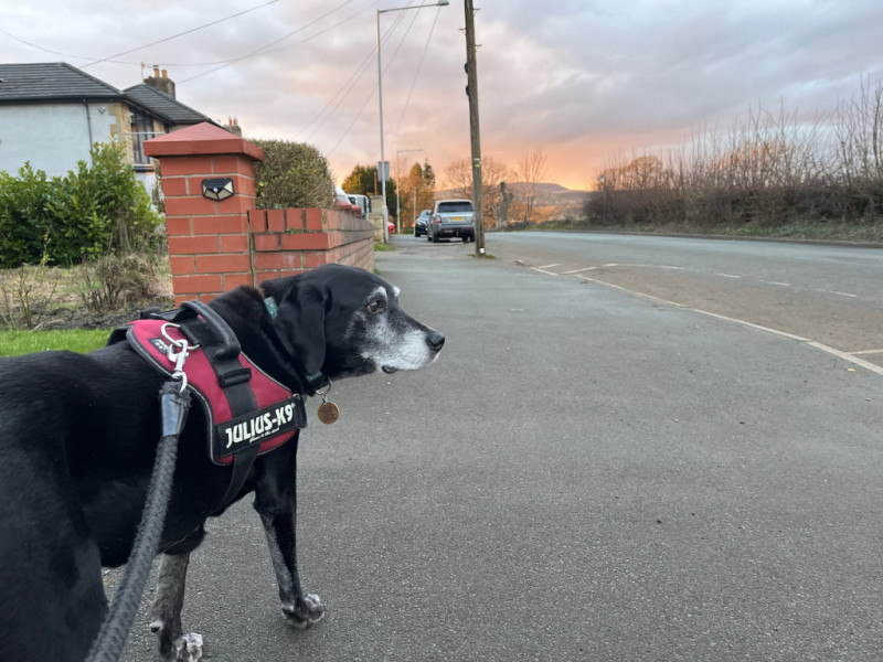 Pointer posing infront of Pendle Hill as the sunset lights the horizon