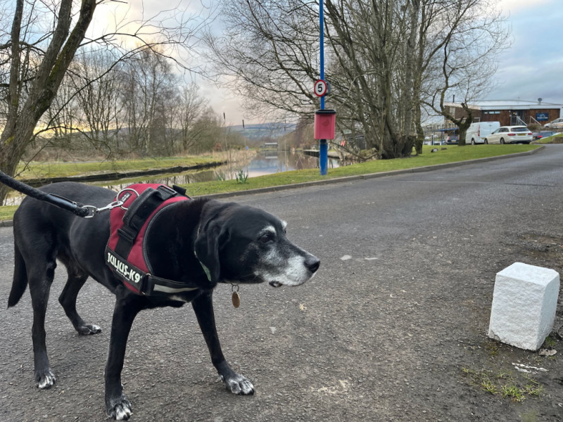 Pointer posing infront of Barden Marina on the Leeds-Liverpool Canal