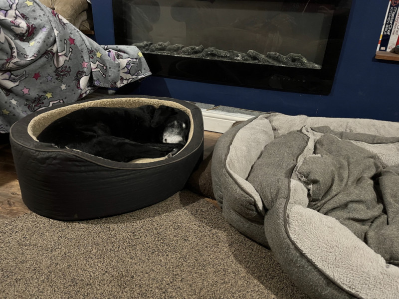 Pointer sleeping in his ergonomic bed after a walk.