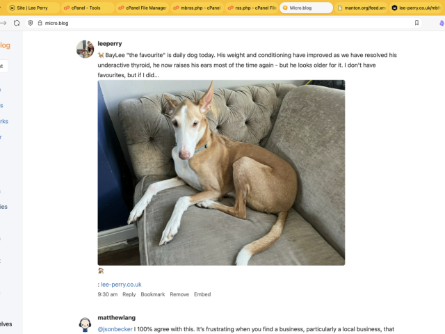 Screenshot of an imagepost appearing in the micro.blog timeline, with a picture of a podenco featured below a description of the post.