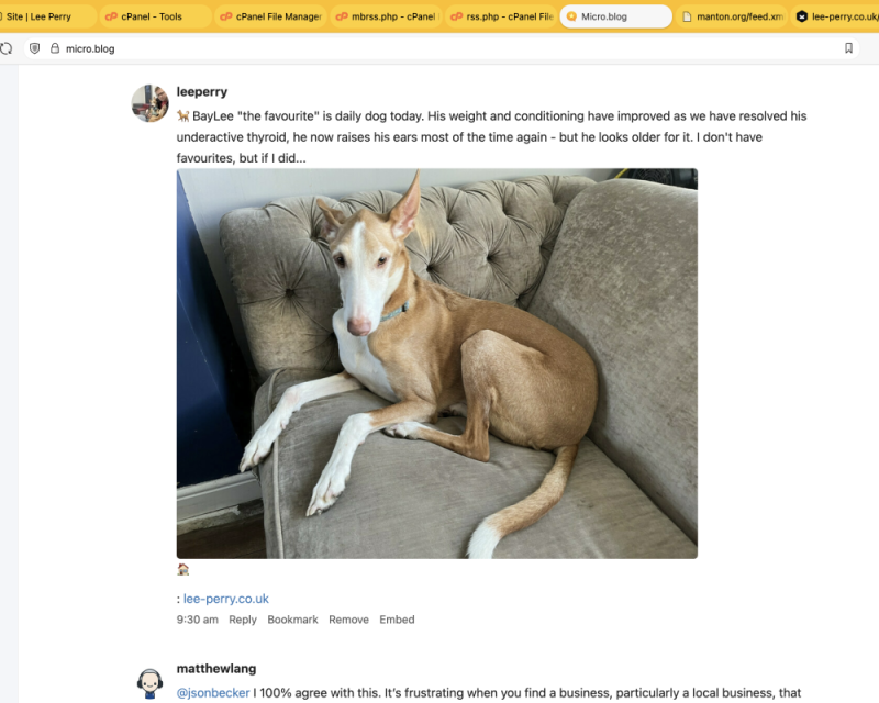 Screenshot of an imagepost appearing in the micro.blog timeline, with a picture of a podenco featured below a description of the post.