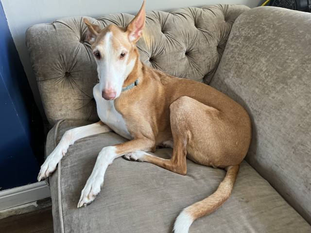 Podenco Ibicenco sat with paws overhanging the edge of the sofa, and ears raised partially, but not at full alert