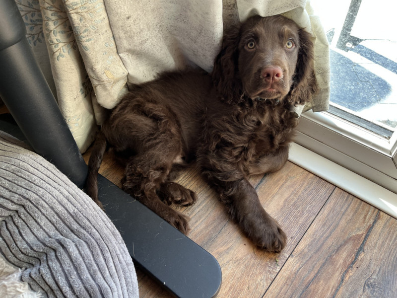 Cocker spaniel puppy lay against a curtain, looking guilty.