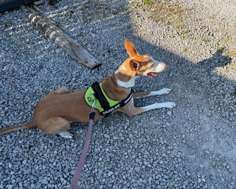 Podenco Ibicenco lay one all fours, waiting patiently on a gravel car park.