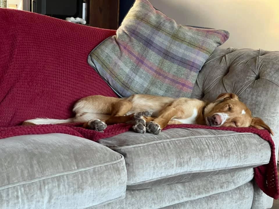 Picture of a ginger dog with white snout asleep in the corner of a sofa.