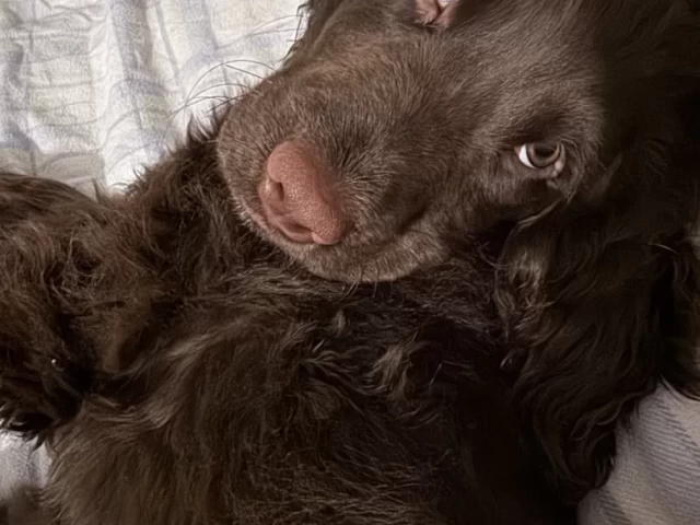 Cocker spaniel puppy pretending to be still while on camera.