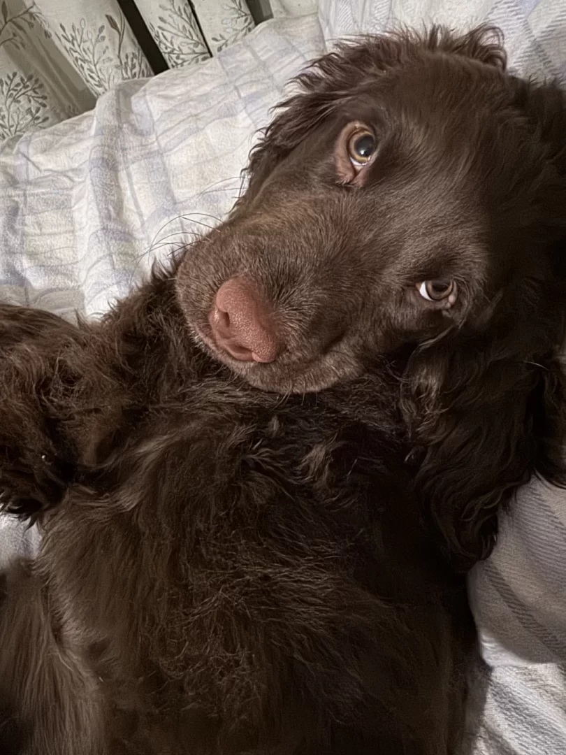 Cocker spaniel puppy pretending to be still while on camera.