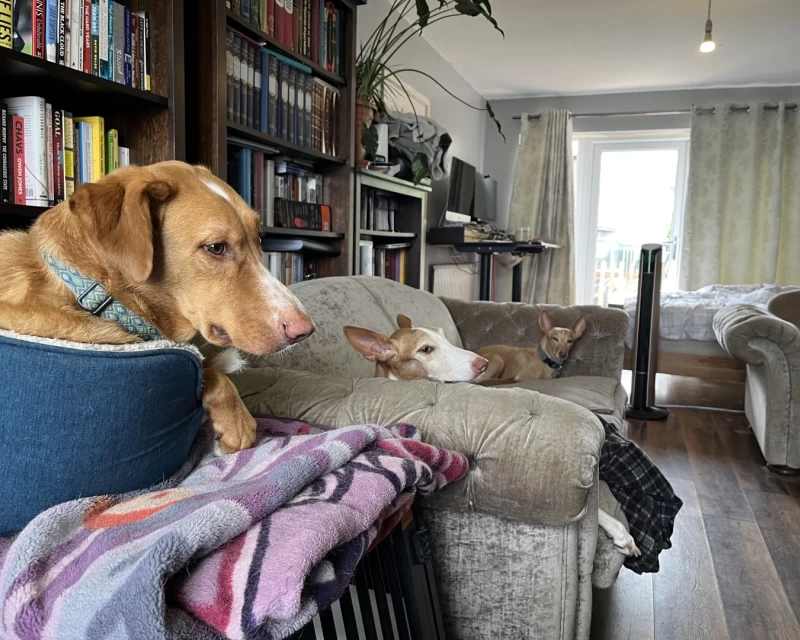 Photograph looking along a sofa, with three ginger dogs facing towards the camera, with bookcases behind and an office beyond.