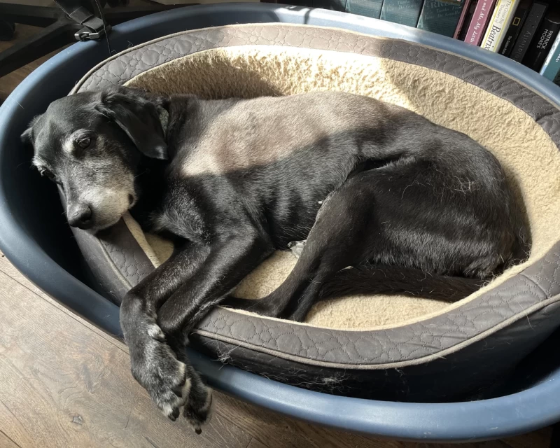 A photo of Mustang, a big black jet pointer, enjoying some sunshine over his final days.