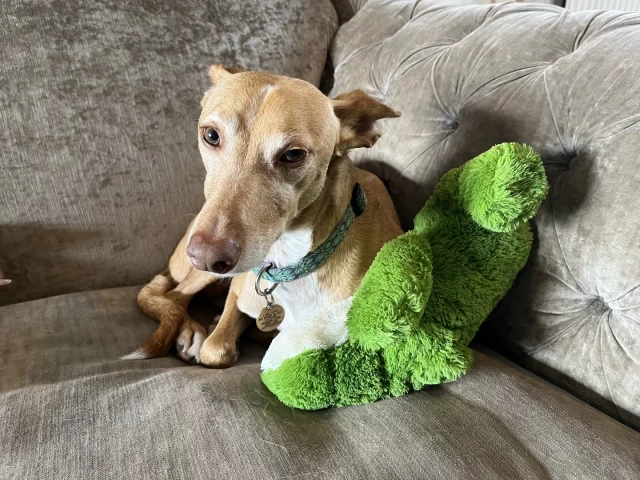 Image showing a small Podenco Andaluz sitiing on a beige sofa with a large green frog toy