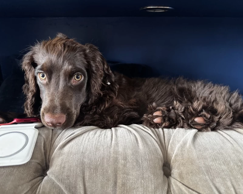 Cocker spaniel puppy lay in a bookshelf.