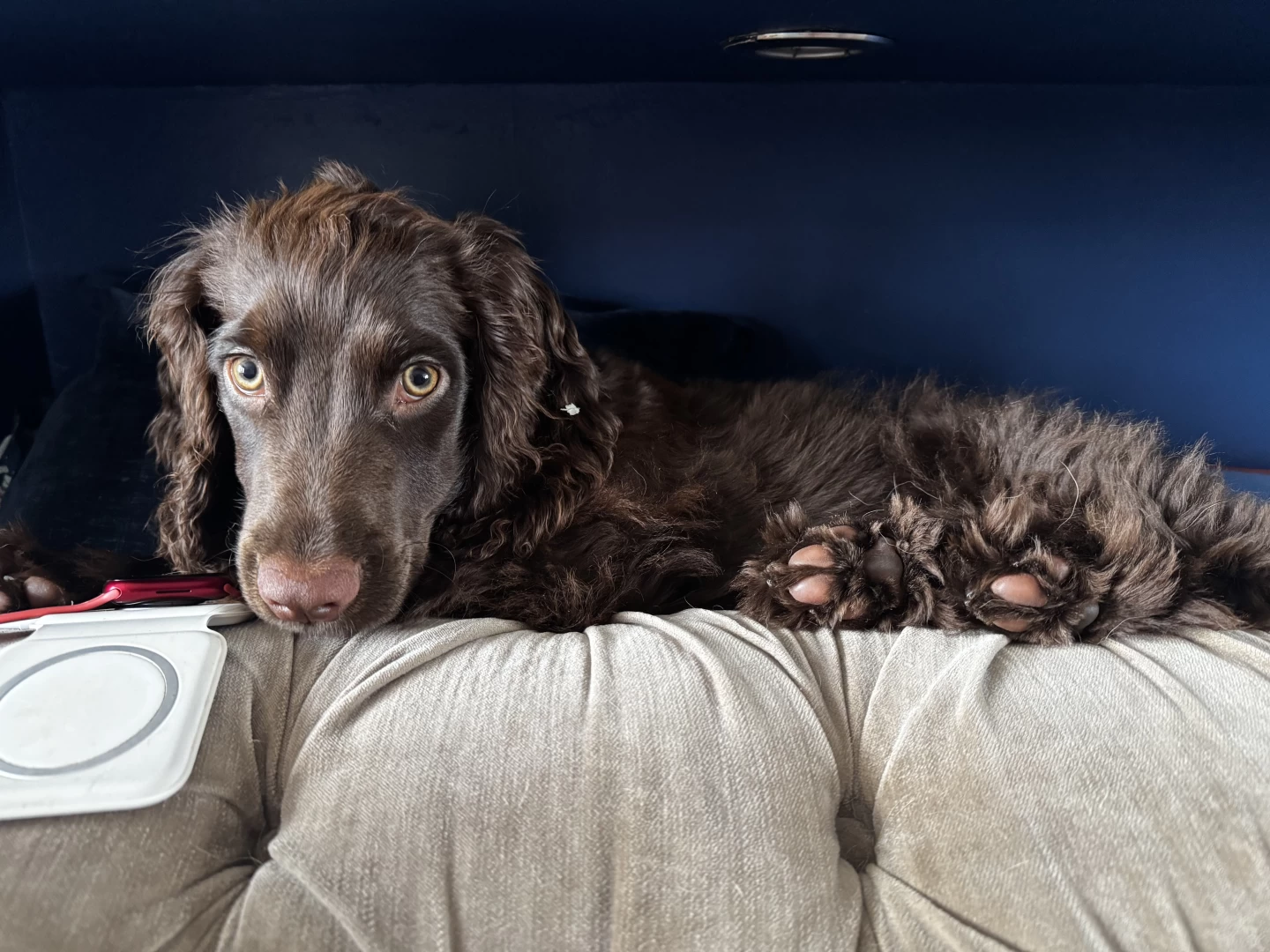 Cocker spaniel puppy lay in a bookshelf.