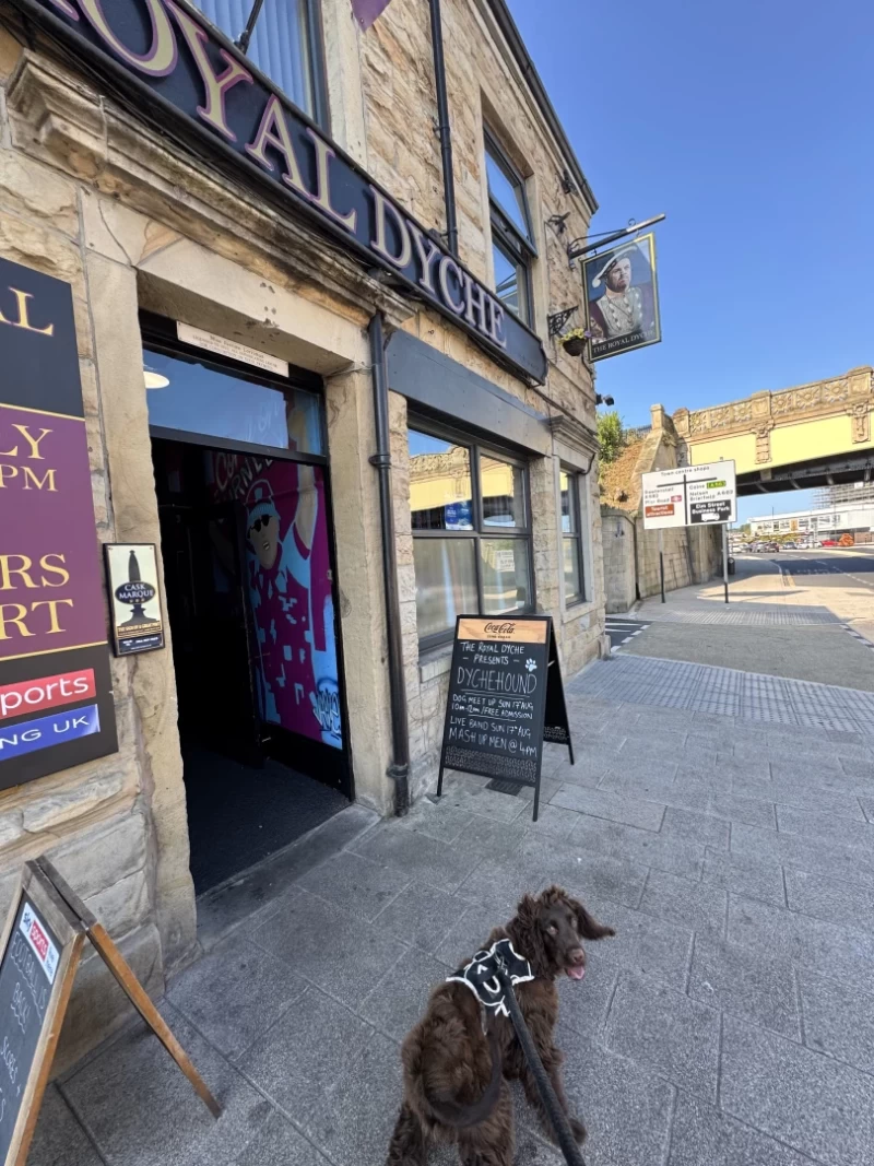 Picture of an excited looking Spaniel puppy about to enter the Royal Dyche in Burnley, with the aqueduct and blue skies beyond