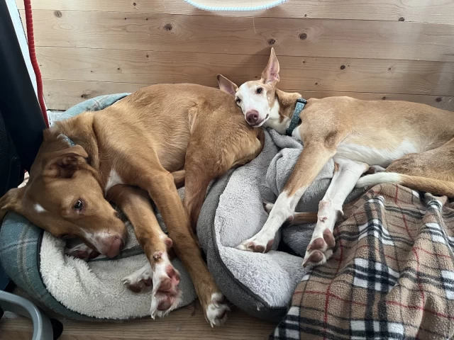 Two ginger podencos lying on each other under a desk, with a pine background.