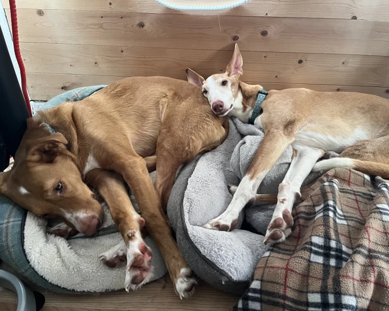 Two ginger podencos lying on each other under a desk, with a pine background.
